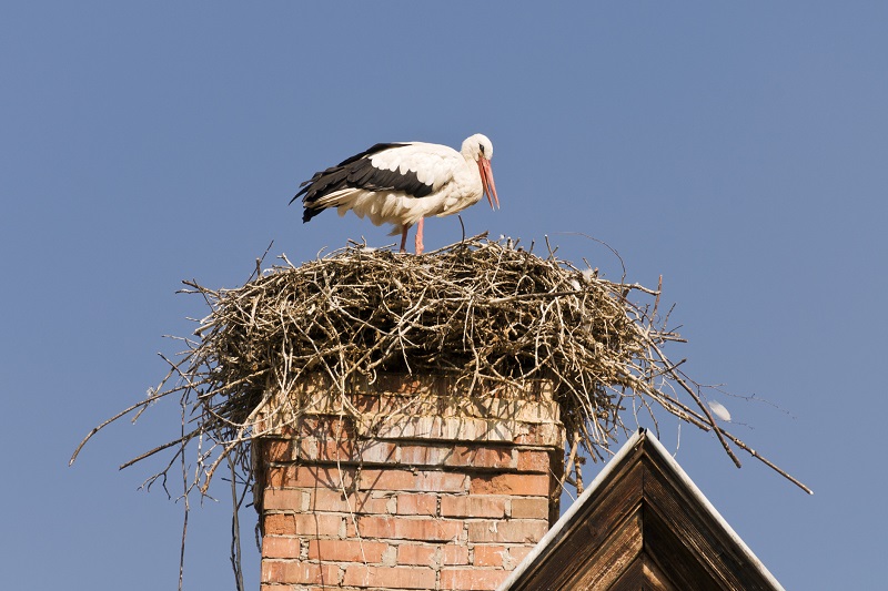 Ptasie gniazdo w kominie – jak się go pozbyć?